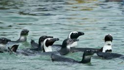 Bees kill dozens of endangered penguins in South Africa