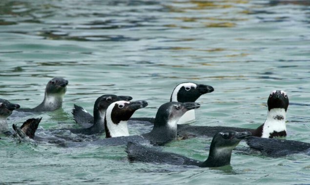 Bees kill dozens of endangered penguins in South Africa