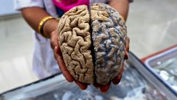 Human brain can hold upto three million hours of television