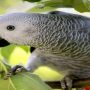 Legion of fans flock to see the foul-mouthed parrot