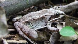 Alaskan Wood Frog becomes a frog-shaped block of ice