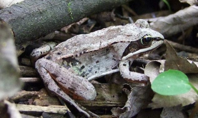 Alaskan Wood Frog becomes a frog-shaped block of ice