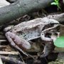 Alaskan Wood Frog becomes a frog-shaped block of ice