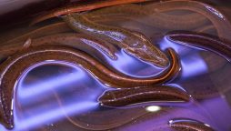 Chinese man sticks eel in his ear to cure an upset stomach