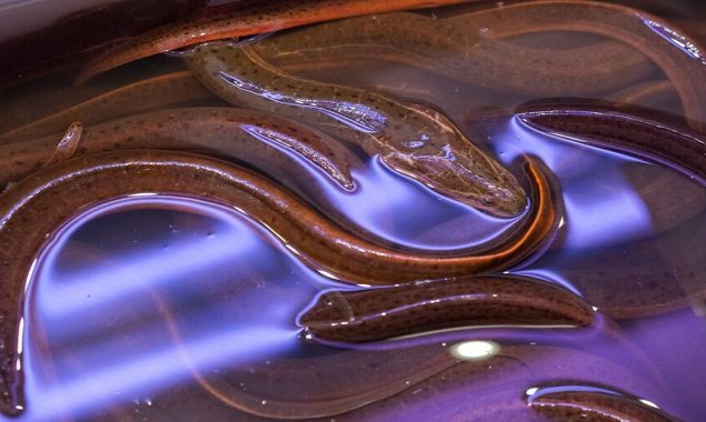 Chinese man sticks eel in his ear to cure an upset stomach