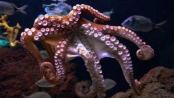 Female Octopuses throw objects at males when harassed