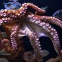 Female Octopuses throw objects at males when harassed