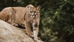 Mother protects her son from a mountain lion in California