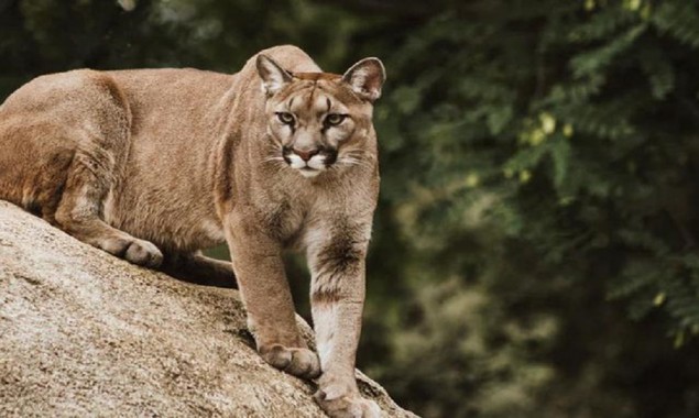 Mother protects her son from a mountain lion