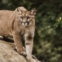 Mother protects her son from a mountain lion