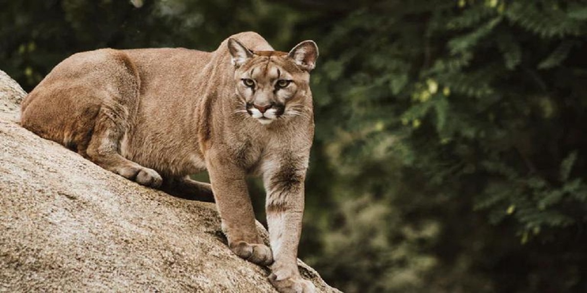 Mother protects her son from a mountain lion in California
