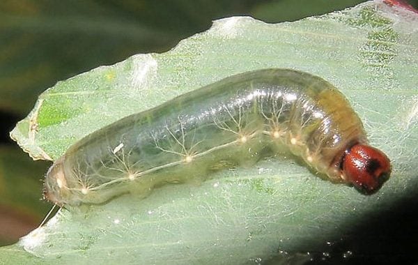 Semi-transparent Brazilian worm with clear internal system