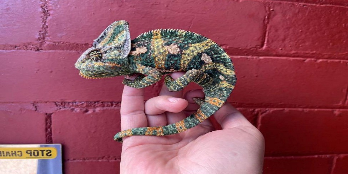 A chameleon has taken up residence on a British man's door