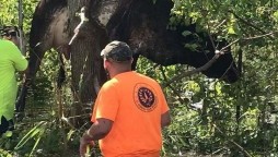 Louisiana: Tree rescues a cow during Hurricane Ida