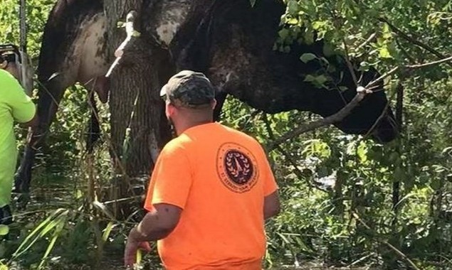 Louisiana: Tree rescues a cow during Hurricane Ida