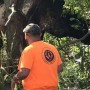 Louisiana: Tree rescues a cow during Hurricane Ida