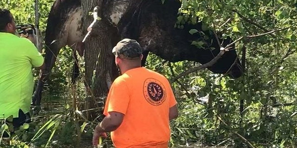 Louisiana: Tree rescues a cow during Hurricane Ida