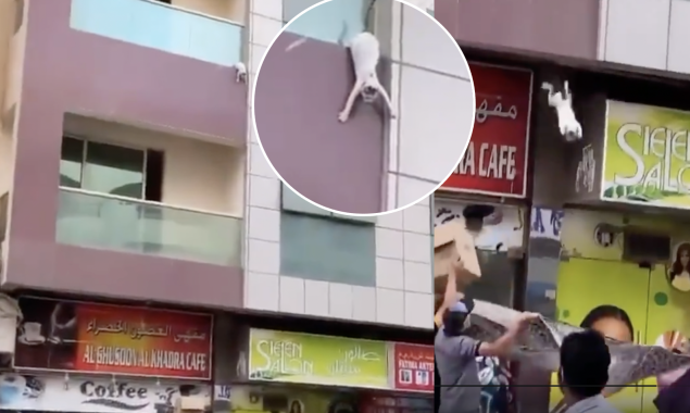 Pakistani men rescues pregnant cat as she dangles from balcony