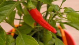 Chilli pepper grows to record length in United Kingdom