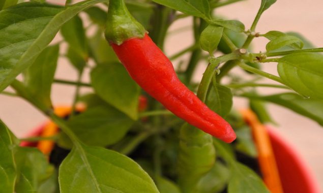 Chilli pepper grows to record length in the UK