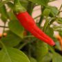 Chilli pepper grows to record length in the UK