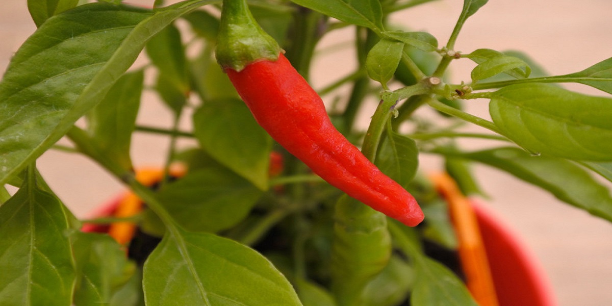Chilli pepper grows to record length in United Kingdom