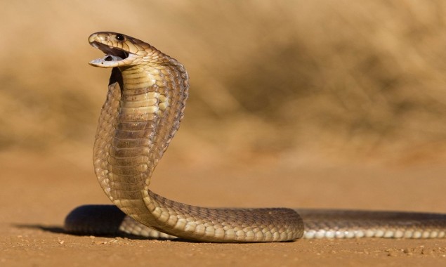 White House Apartments were found to have a cobra snake