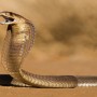 White House Apartments were found to have a cobra snake