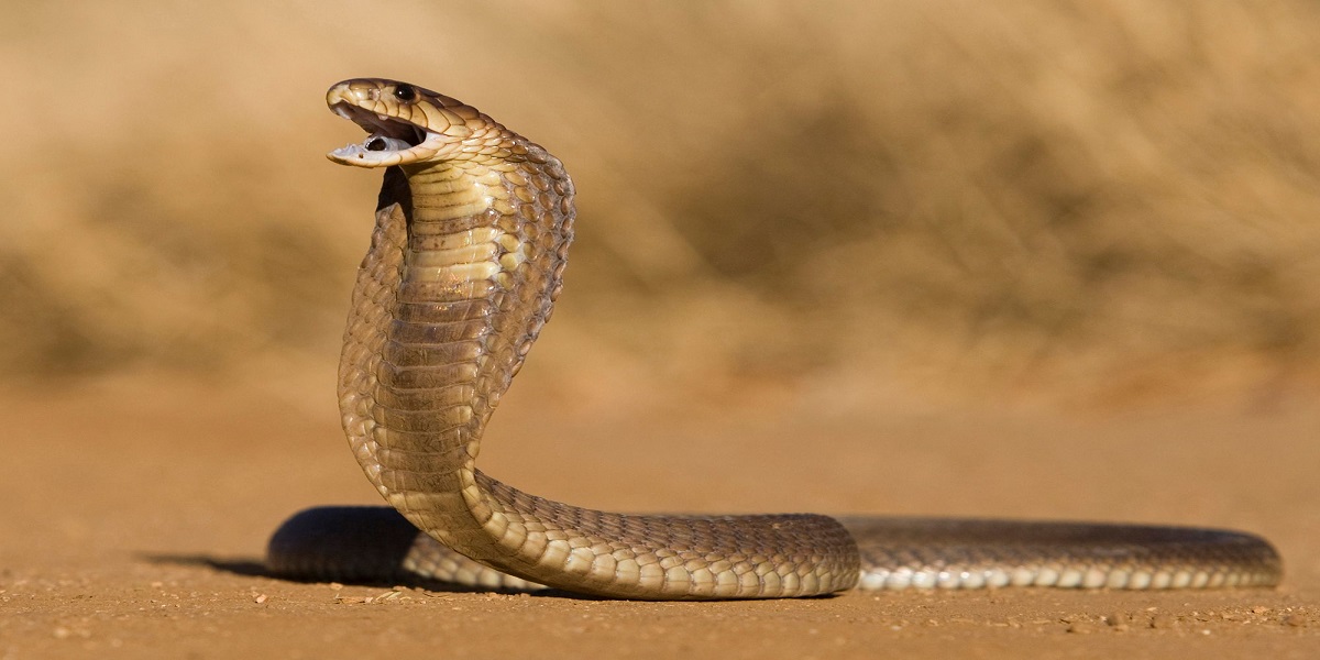 Cobra snake was discovered in the White House apartments