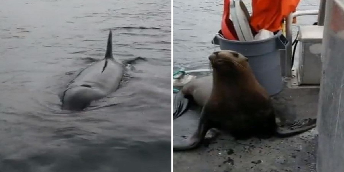 Viral TikTok: Woman causes controversy by pushing a sea lion off a boat