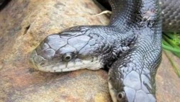 Missouri: Two-headed snake celebrates its 16th birthday