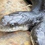 Missouri: Two-headed snake celebrates its 16th birthday