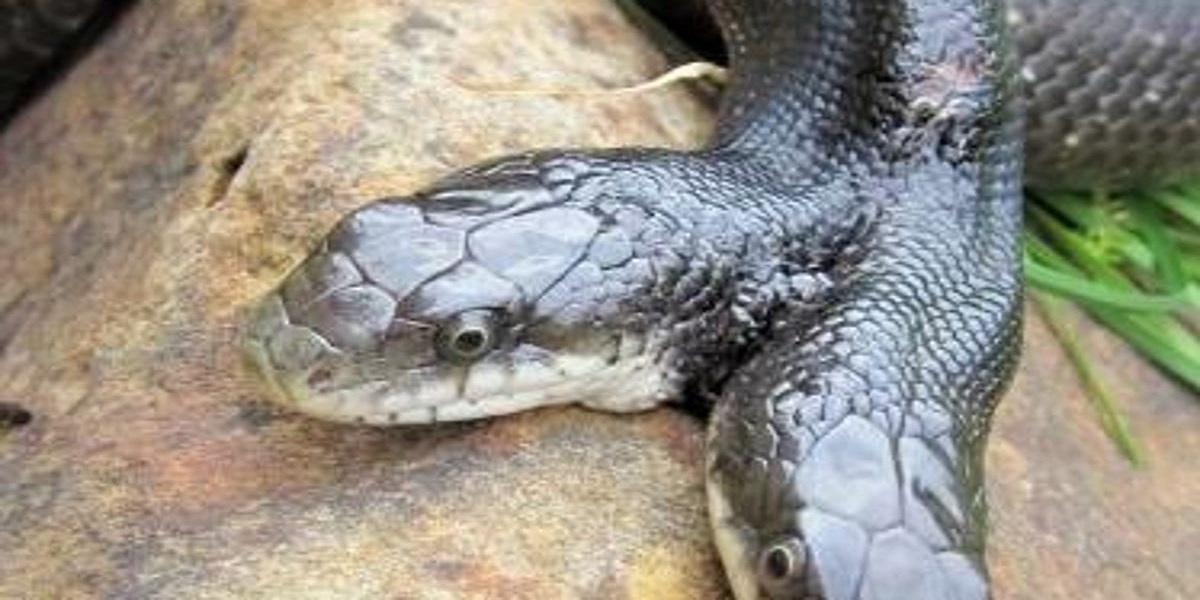 Missouri: Two-headed snake celebrates its 16th birthday