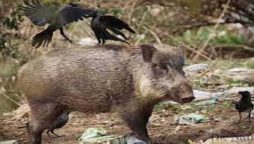 Romans had enough invasion of wild boars in the city