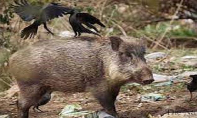 Romans had enough invasion of wild boars in the city