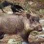 Romans had enough invasion of wild boars in the city