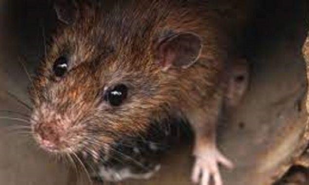 Face recognition technology will be used by pest controllers to catch rats
