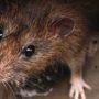 Face recognition technology will be used by pest controllers to catch rats