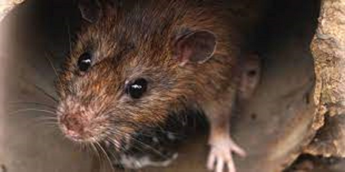 Face recognition technology will be used by pest controllers to catch rats
