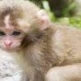 Baby monkey riding a goat receives over 12 million views