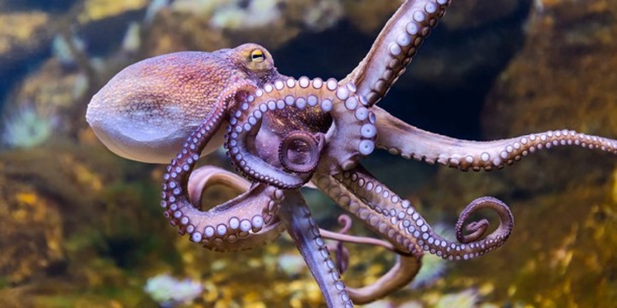 Octopus has become obsessed with "James Bond"