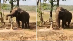 India: Elephant drawing water from tube-well wins hearts on Twitter