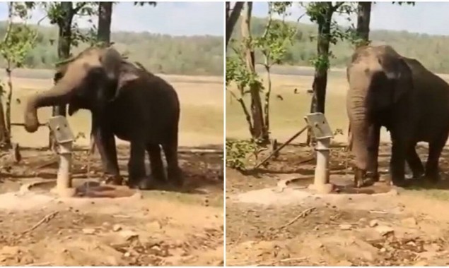 India: Elephant drawing water from tube-well wins hearts on Twitter
