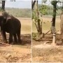 India: Elephant drawing water from tube-well wins hearts on Twitter