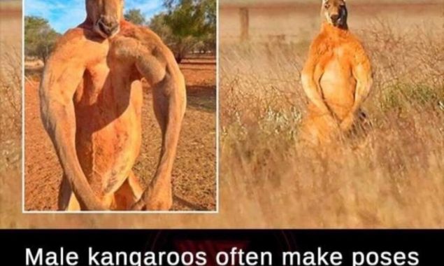 Male Kangaroos often make poses to show off their biceps