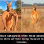 Male Kangaroos often make poses to show off their biceps