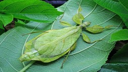 Is it a leaf or an insect? Watch the video to find out