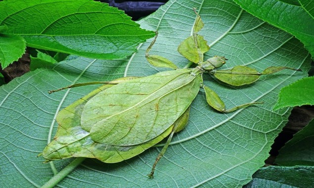 Is it a leaf or an insect? Watch the video to find out