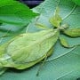 Is it a leaf or an insect? Watch the video to find out