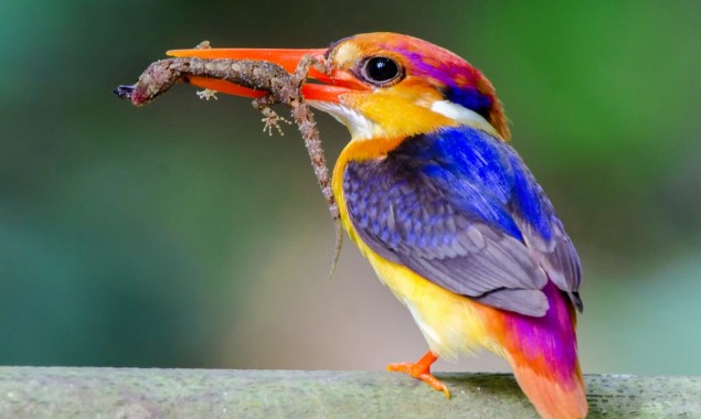Climate change is now beginning to affect humans as well as animals